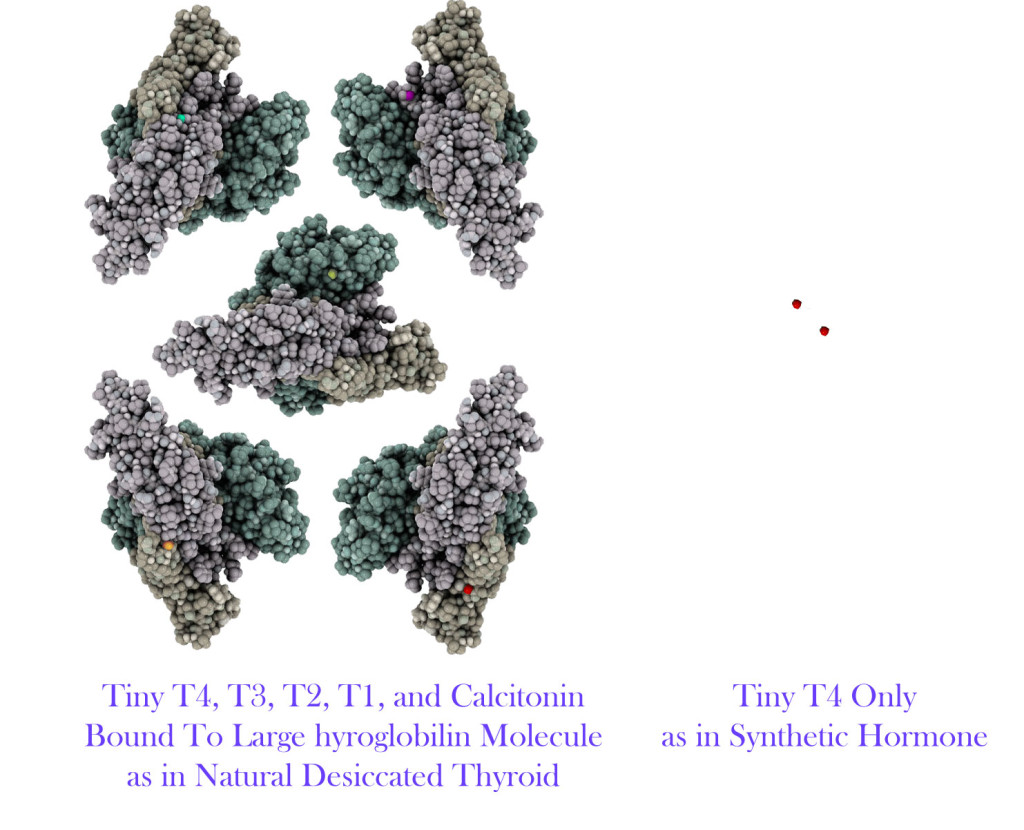 Thyroglobulin vs. T4